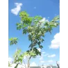 Sidabrinis klevas - Acer saccharinum GR 1+1 60/90 CM