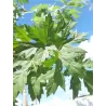Sidabrinis klevas - Acer saccharinum GR 1+1 60/90 CM