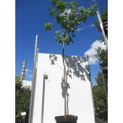Sidabrinis klevas - Acer saccharinum GR 1+1 60/90 CM