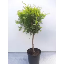 Vakarinė tuja Yellow Ribbon - Thuja occidentalis 'Yellow Ribbon' P9 20-30 CM