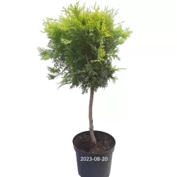 Vakarinė tuja - Thuja occidentalis YELLOW RIBBON