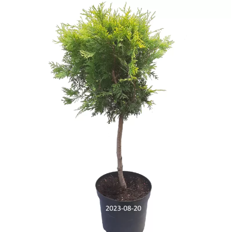Vakarinė tuja Yellow Ribbon - Thuja occidentalis 'Yellow Ribbon' P9 20-30 CM
