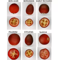 Cranberry - Vaccinium macrocarpon PILGRIM