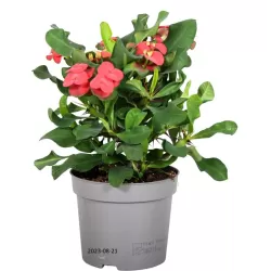 Euphorbia millii VULCANUS