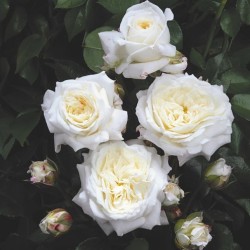 Rožė - Rosa ALABASTER ®
