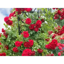 Užsisakyk augalus pavasariui jau dabar