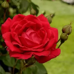 Užsisakyk augalus pavasariui jau dabar