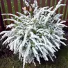 Smailialapė lanksva - Spiraea arguta