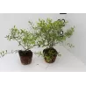 Smailialapė lanksva - Spiraea arguta