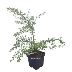 Smailialapė lanksva - Spiraea arguta