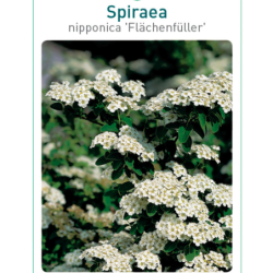 Niponinė lanksva - Spiraea nipponica FLACHENFULLER