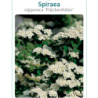 Niponinė lanksva SNOWMOUND - Spiraea nipponica