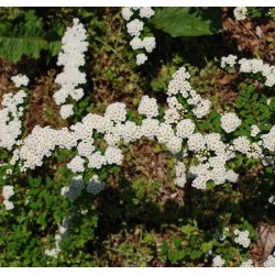 Niponinė lanksva SNOWMOUND - Spiraea nipponica