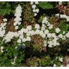 Niponinė lanksva SNOWMOUND - Spiraea nipponica