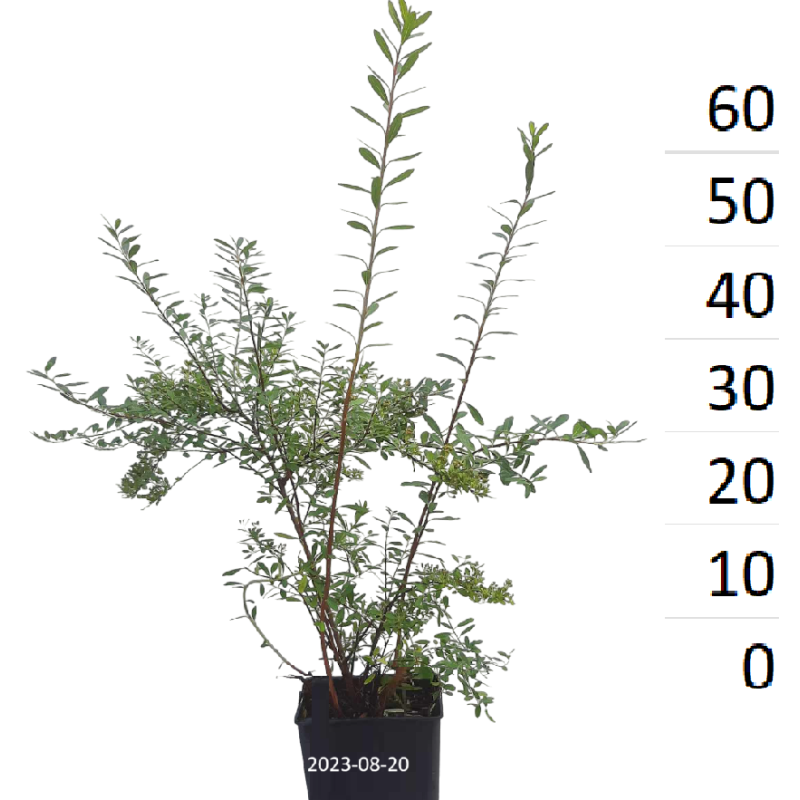 Niponinė lanksva SNOWMOUND - Spiraea nipponica