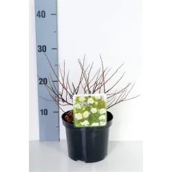 Beržalapė lanksva - Spiraea betulifolia 'Tor' P9