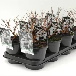 Beržalapė lanksva - Spiraea betulifolia 'Tor' P9