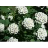 Beržalapė lanksva - Spiraea betulifolia 'Tor' P9