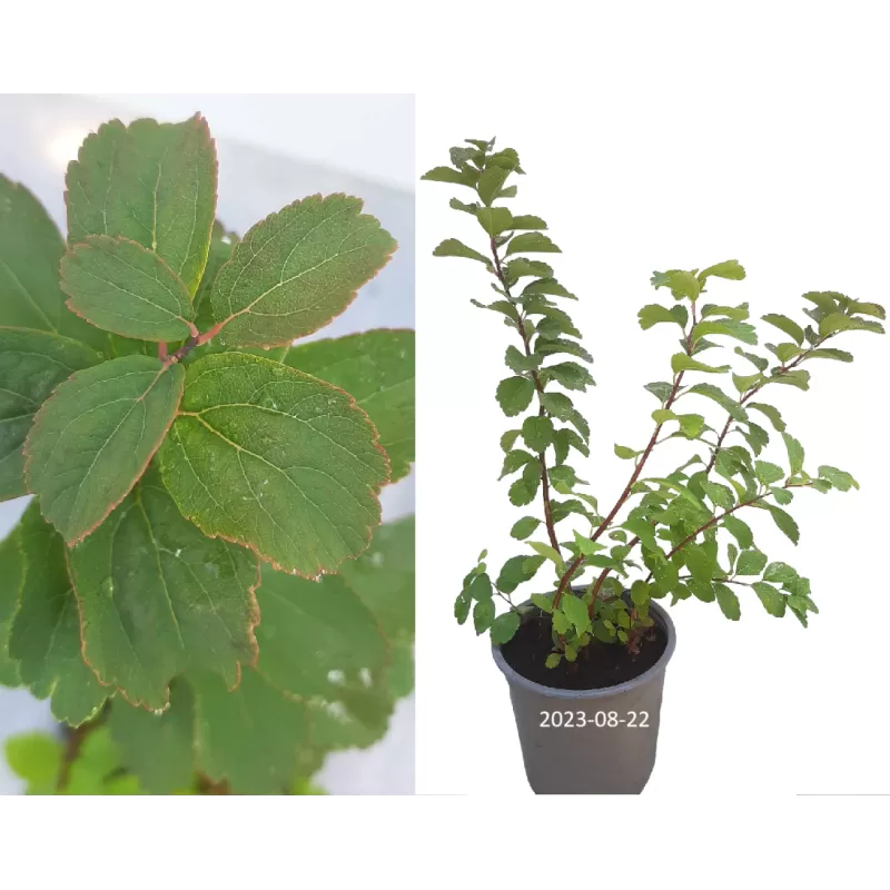 Beržalapė lanksva - Spiraea betulifolia TOR