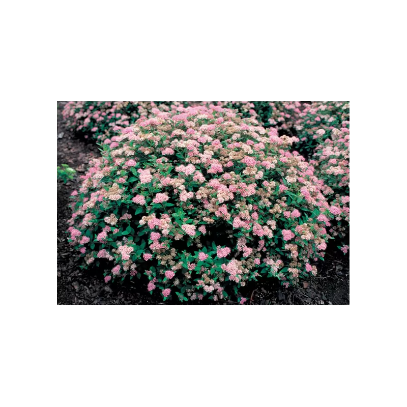 Spiraea japonica LITTLE PRINCESS