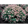 Japoninė lanksva - Spiraea japonica LITTLE PRINCESS