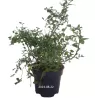 Spiraea japonica LITTLE PRINCESS