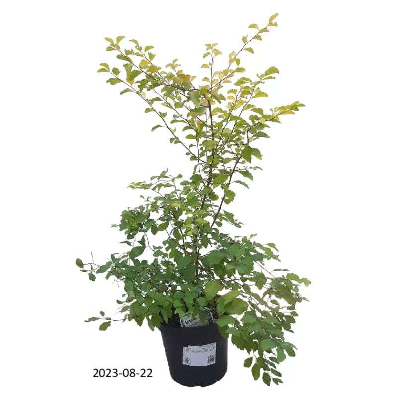 Vanhuto lanksva - Spiraea x vanhouttei GOLD FOUNTAIN