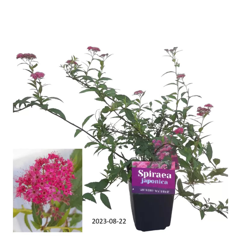 Japoninė lanksva 'Anthony Watereri' - Spiraea bumalda (japonica) 'Anthony Waterer'