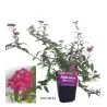 Japoninė lanksva - Spiraea bumalda (japonica) ANTHONY WATERERI