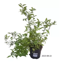 Japoninė lanksva - Spiraea bumalda (japonica) GOLDFLAME