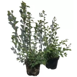 Vanhuto lanksva - Spiraea x vanhouttei