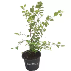 Vanhuto lanksva - Spiraea x vanhouttei