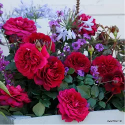ROSA BELLEVUE ®