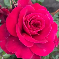 ROSA BELLEVUE ®