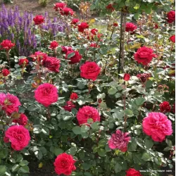 ROŽĖ - ROSA BELLEVUE ®
