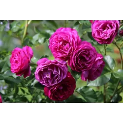Rosa BLUE EDEN®