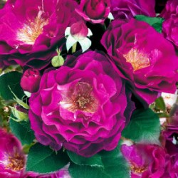 Rožė - Rosa BLUE EDEN ®
