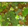 Kininė aktinidija - Actinidia deliciosa JENNY