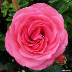 Rožė - Rosa CHERRY LADY ®