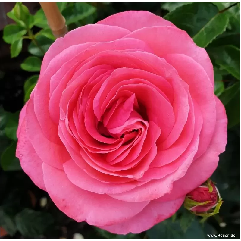 Rožė - Rosa CHERRY LADY ®