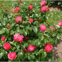 Rožė - Rosa CHERRY LADY ®