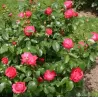 Rosa CHERRY LADY ®