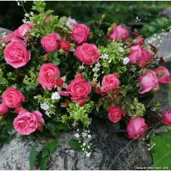 Rožė - Rosa CHERRY LADY ®