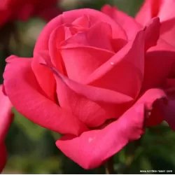 Rožė - Rosa CHERRY LADY ®