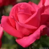Rožė - Rosa CHERRY LADY ®