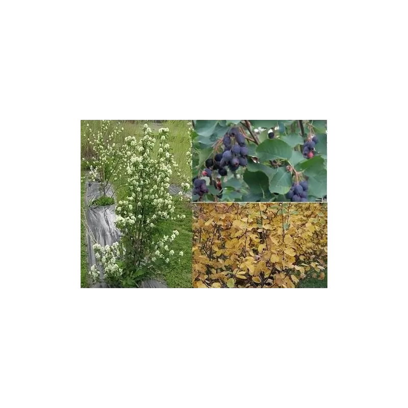 Alksnialapė medlieva - Amelanchier alnifolia NORTHLINE