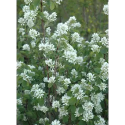 Alksnialapė medlieva - Amelanchier alnifolia NORTHLINE