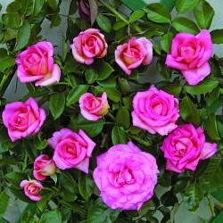 Rožė - Rosa PARFUM ROYAL Clg. ®
