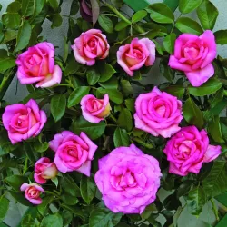 Rožė - Rosa Climbing PARFUM ROYAL ®