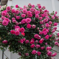 Rosa Clg. PARFUM ROYAL®